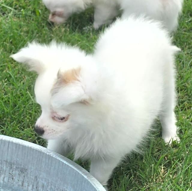 Longcoat Chihuahua Puppies media 14