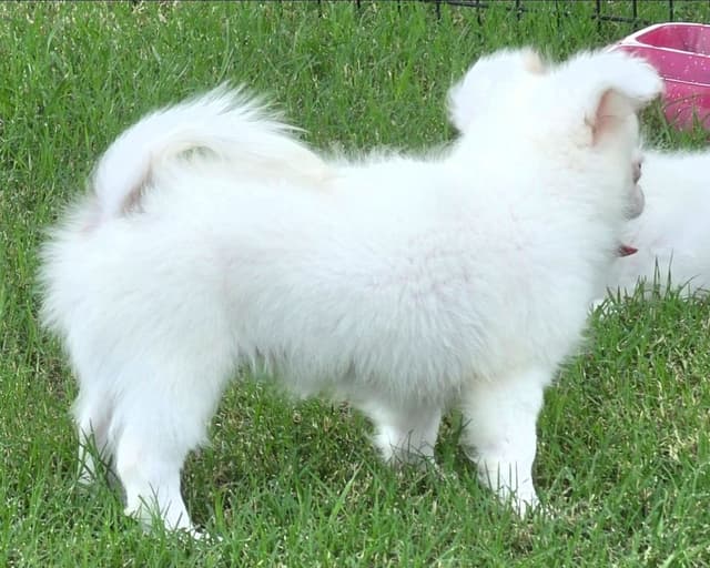 Longcoat Chihuahua Puppies media 15