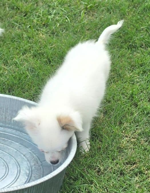 Longcoat Chihuahua Puppies media 18