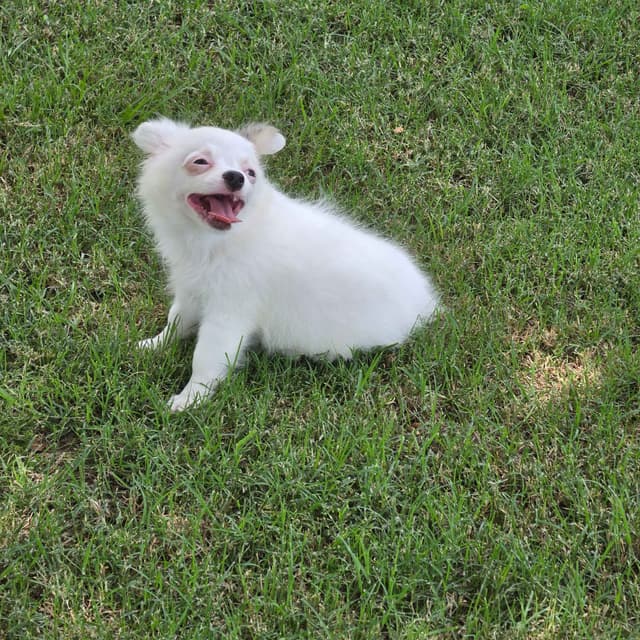 Longcoat Chihuahua Puppies media 19