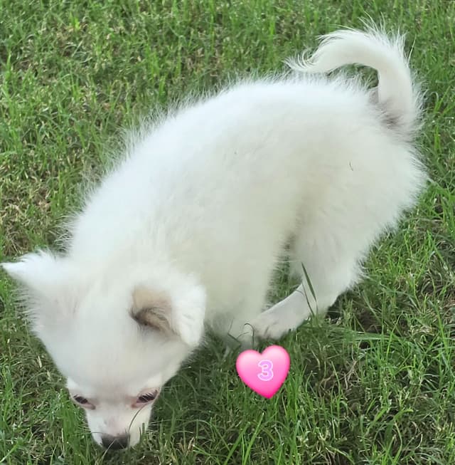 Longcoat Chihuahua Puppies media 20