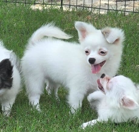 Longcoat Chihuahua Puppies media 21
