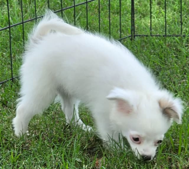 Longcoat Chihuahua Puppies media 22