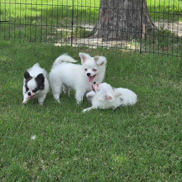 Longcoat Chihuahua Puppies media 24