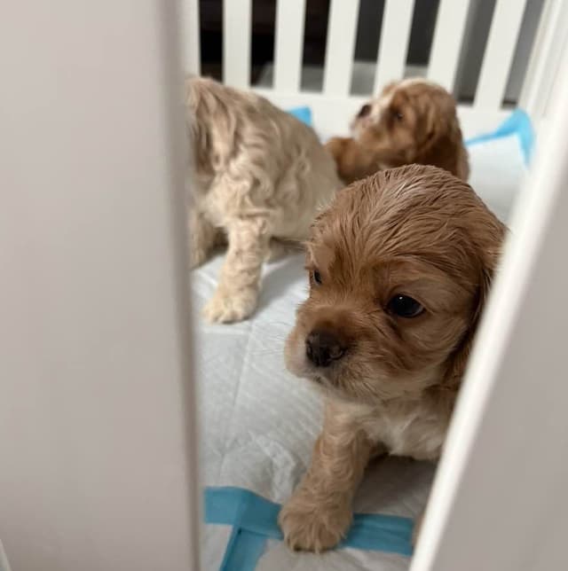American Cocker Spaniel Puppies media 3