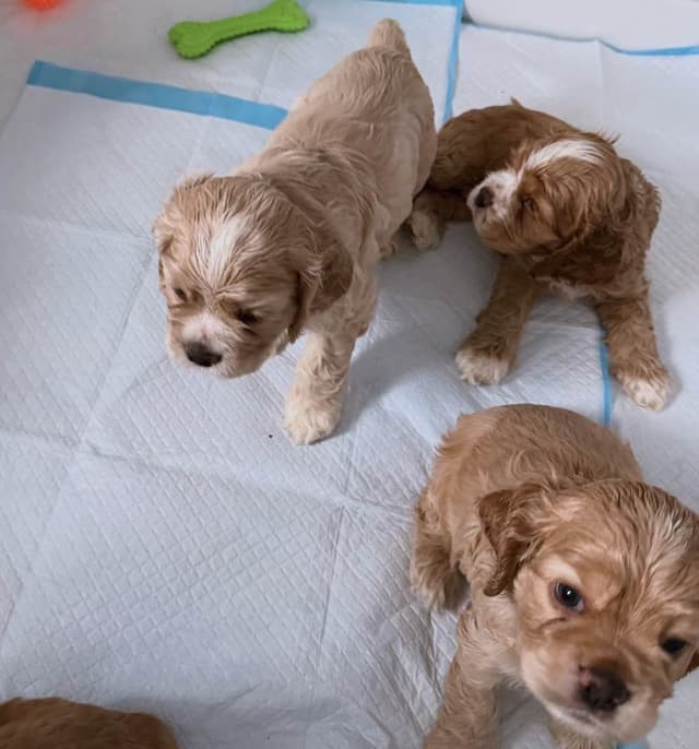 American Cocker Spaniel Puppies media 4