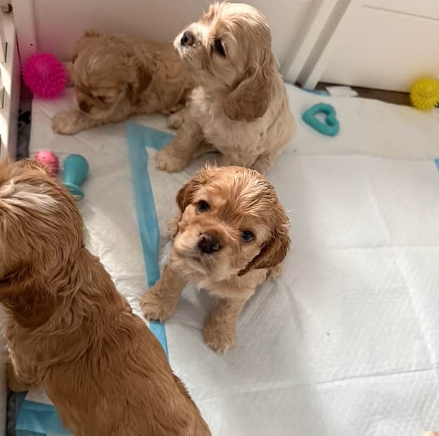 American Cocker Spaniel Puppies media 6