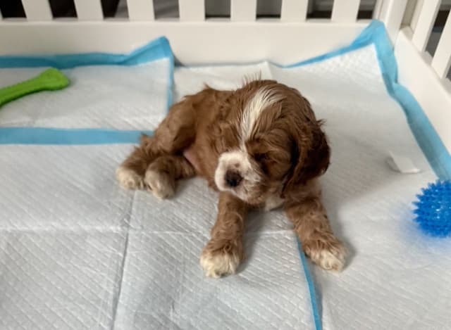 American Cocker Spaniel Puppies media 5