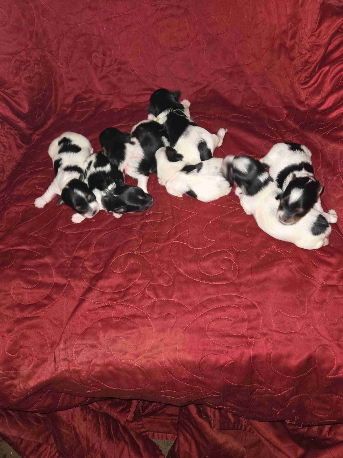 Yorkshire Terrier Puppies breeder image 6