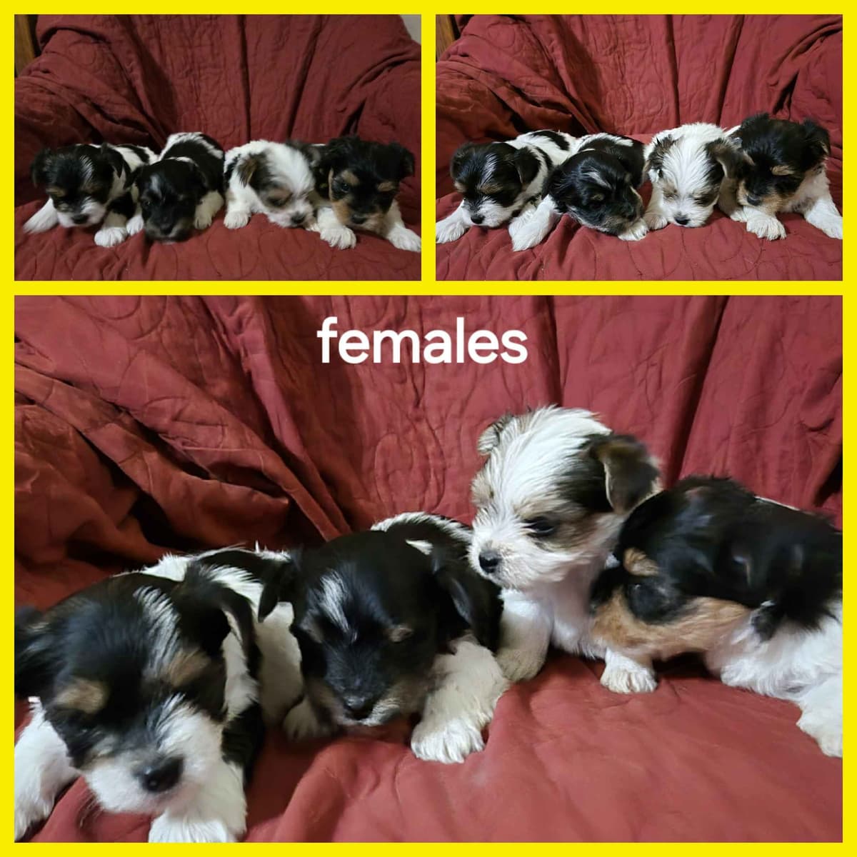 Yorkshire Terrier Puppies breeder image 7