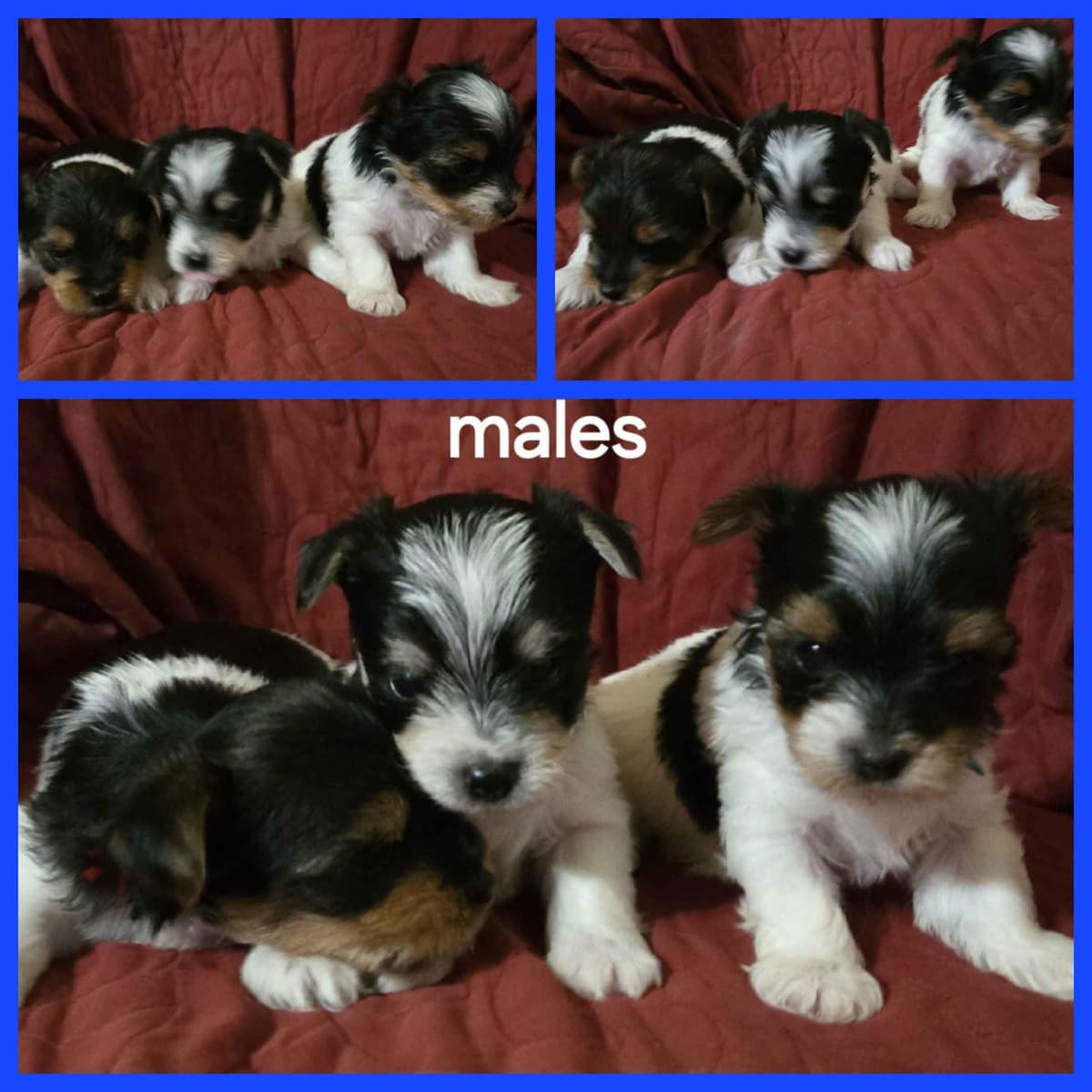 Yorkshire Terrier Puppies breeder image 8
