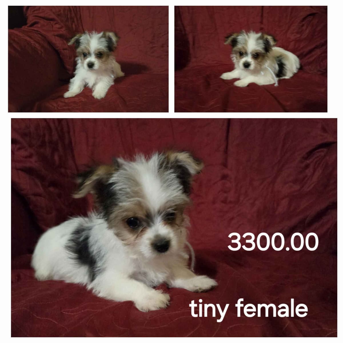 Yorkshire Terrier Puppies breeder image 9