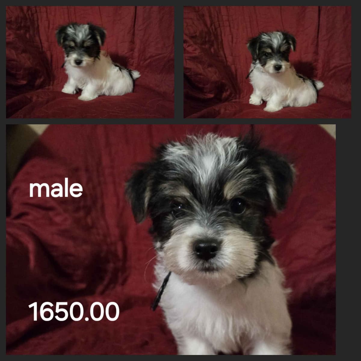 Yorkshire Terrier Puppies breeder image 10