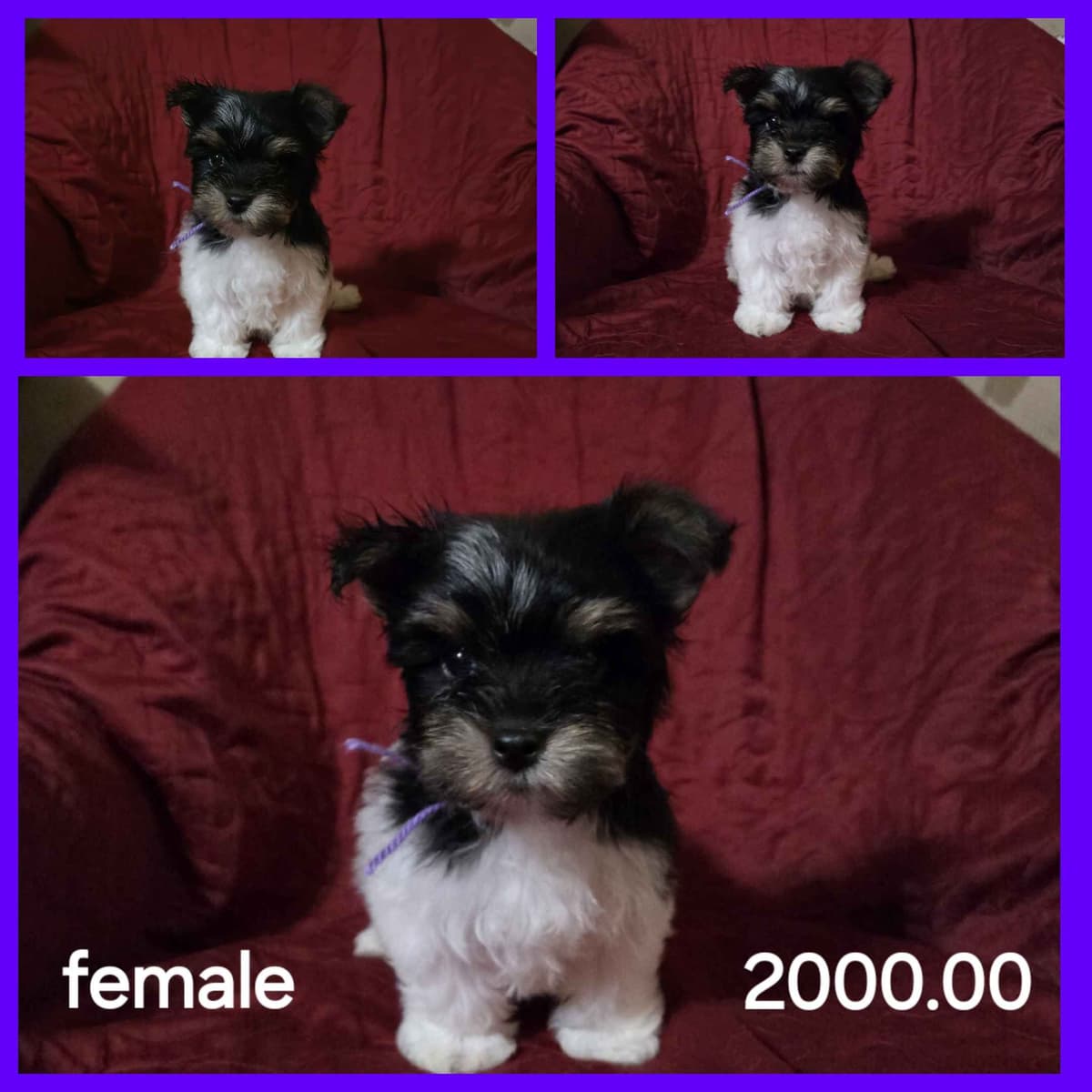 Yorkshire Terrier Puppies breeder image 12