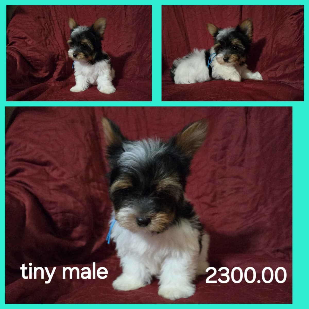 Yorkshire Terrier Puppies breeder image 11