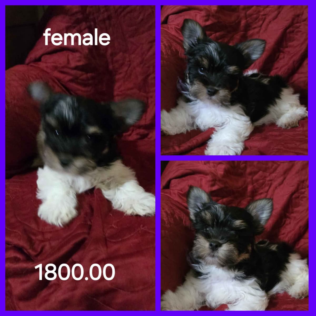 Yorkshire Terrier Puppies breeder image 4