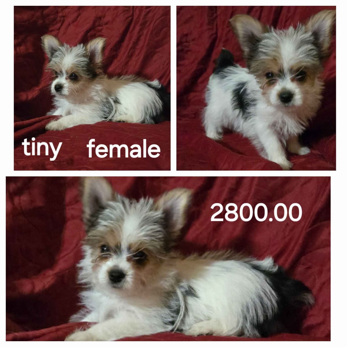 Yorkshire Terrier Puppies breeder image 5