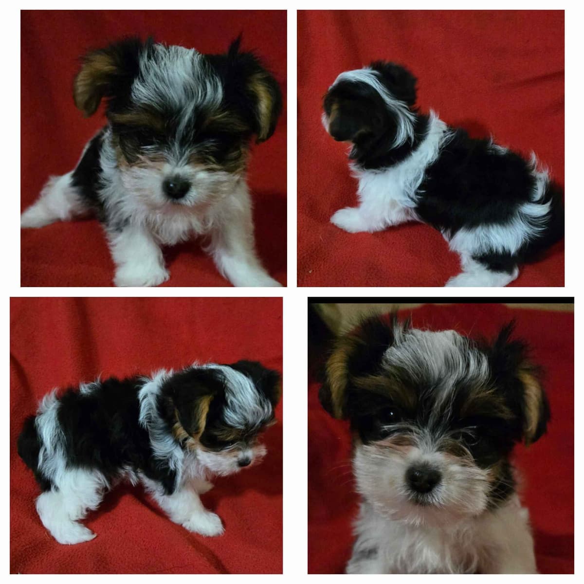 Yorkshire Terrier Puppies breeder image 3
