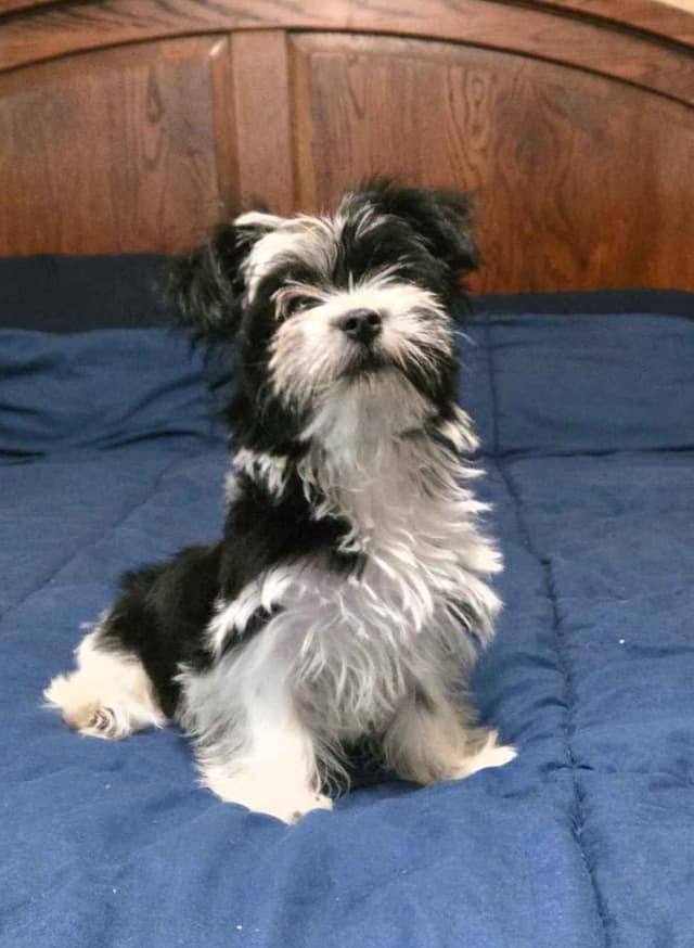 Yorkshire Terrier Puppies media 3