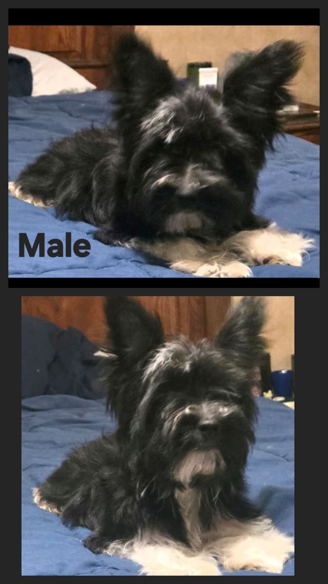 Yorkshire Terrier Puppies media 2