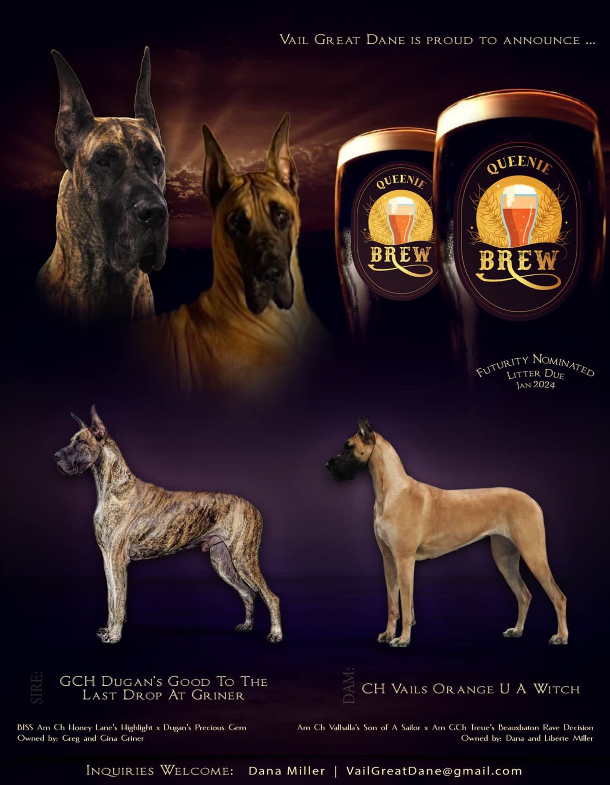 Great Dane Puppies breeder image 1