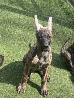 Great Dane Puppies breeder image 3