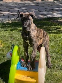 Great Dane Puppies breeder image 6