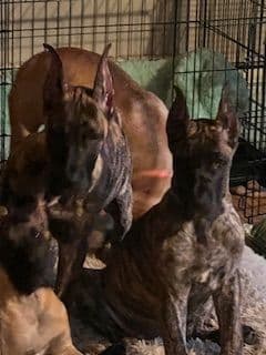 Great Dane Puppies breeder image 5