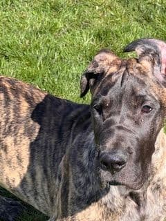 Great Dane Puppies breeder image 4