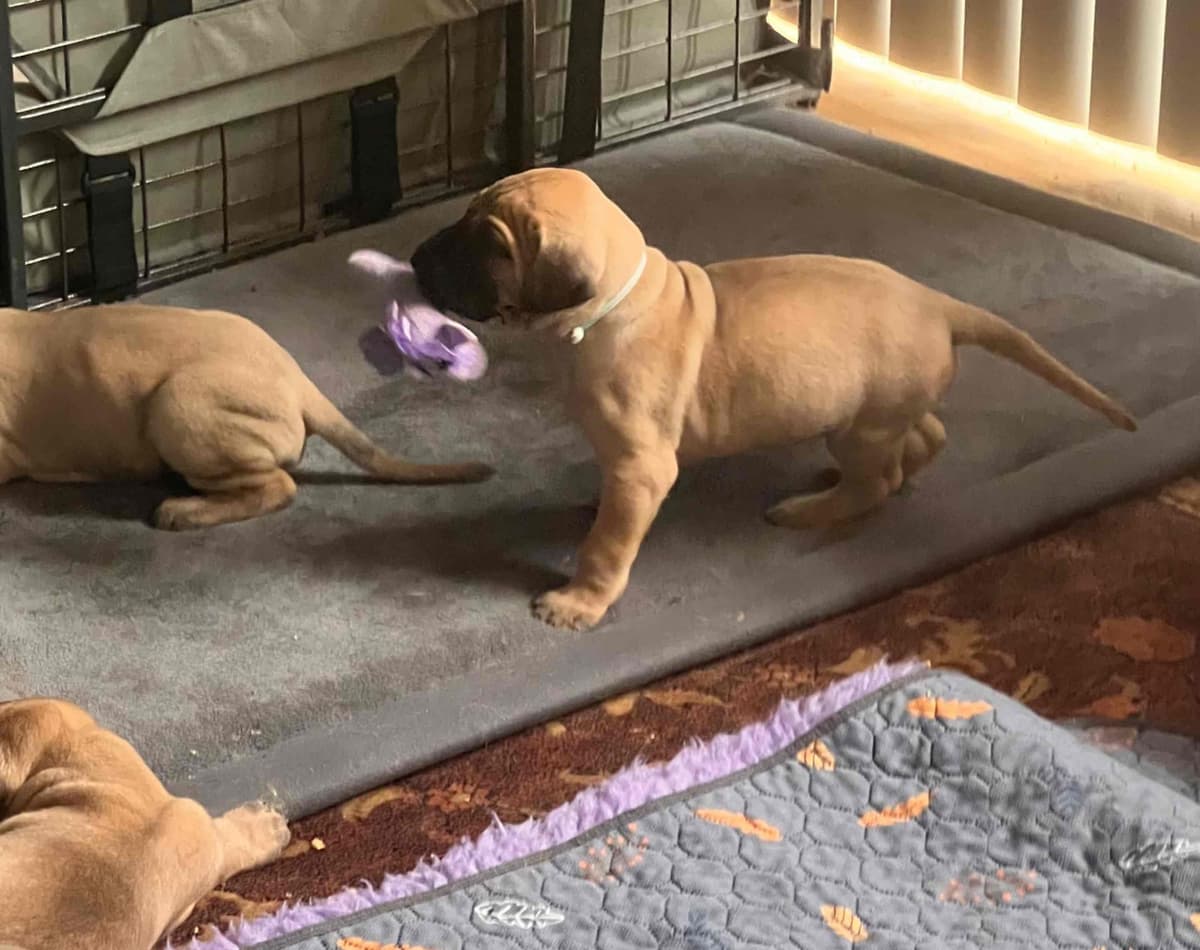 Great Dane Puppies breeder image 7