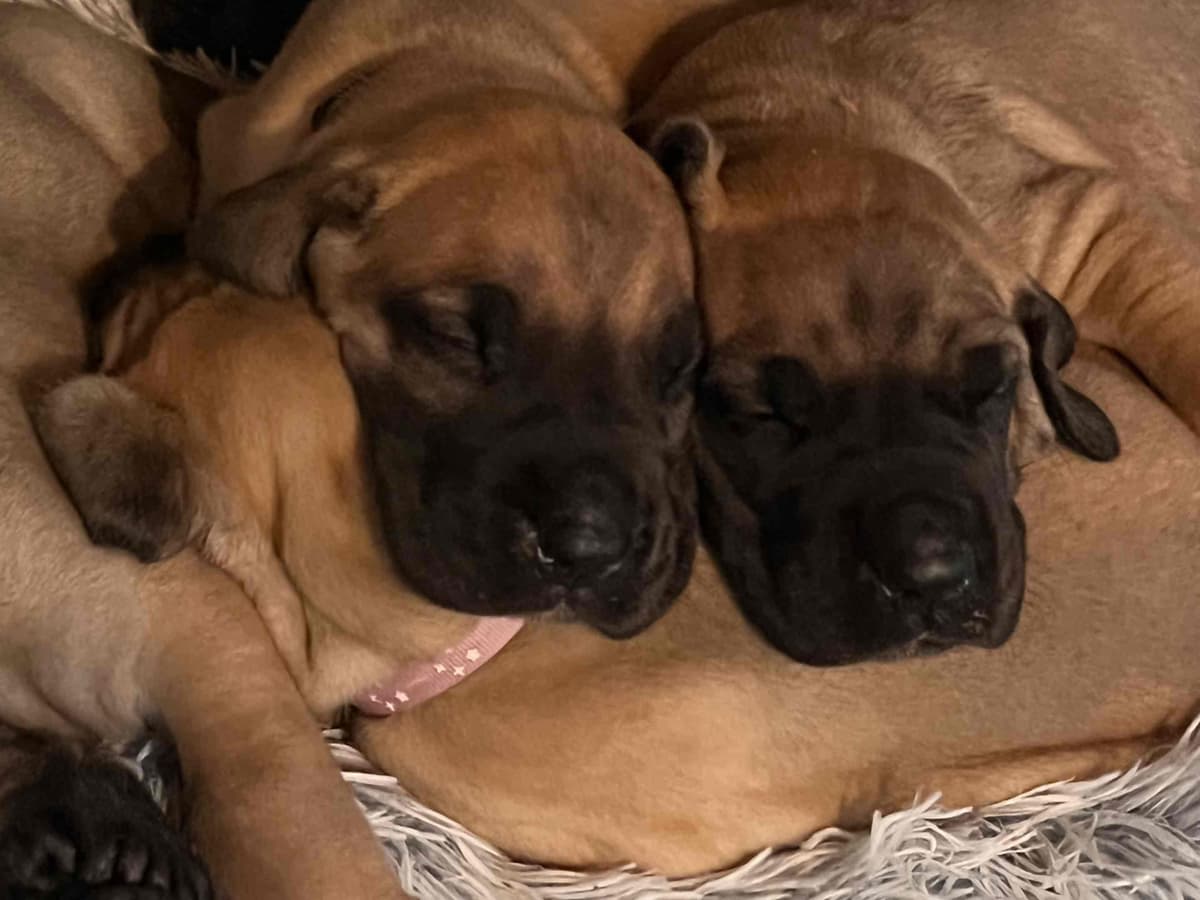 Great Dane Puppies breeder image 8