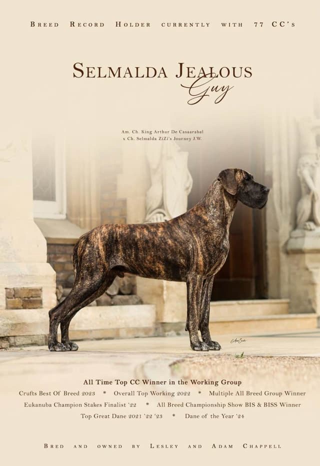 Great Dane Puppies media 2