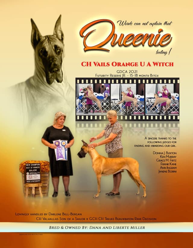 Great Dane Puppies media 3