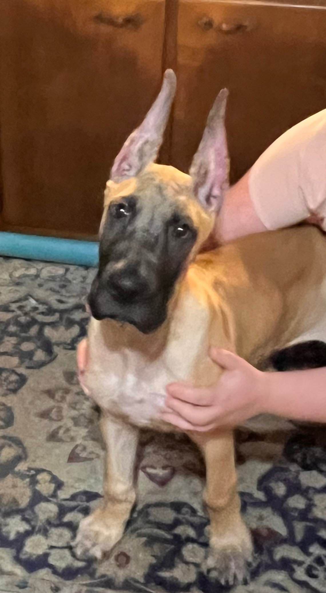 Great Dane Puppies breeder image 9