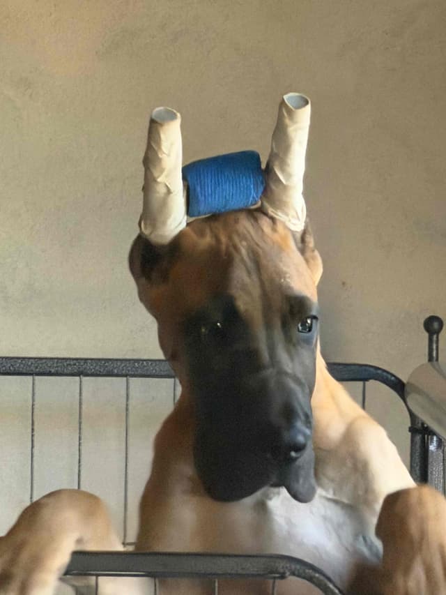 Great Dane Puppies media 6