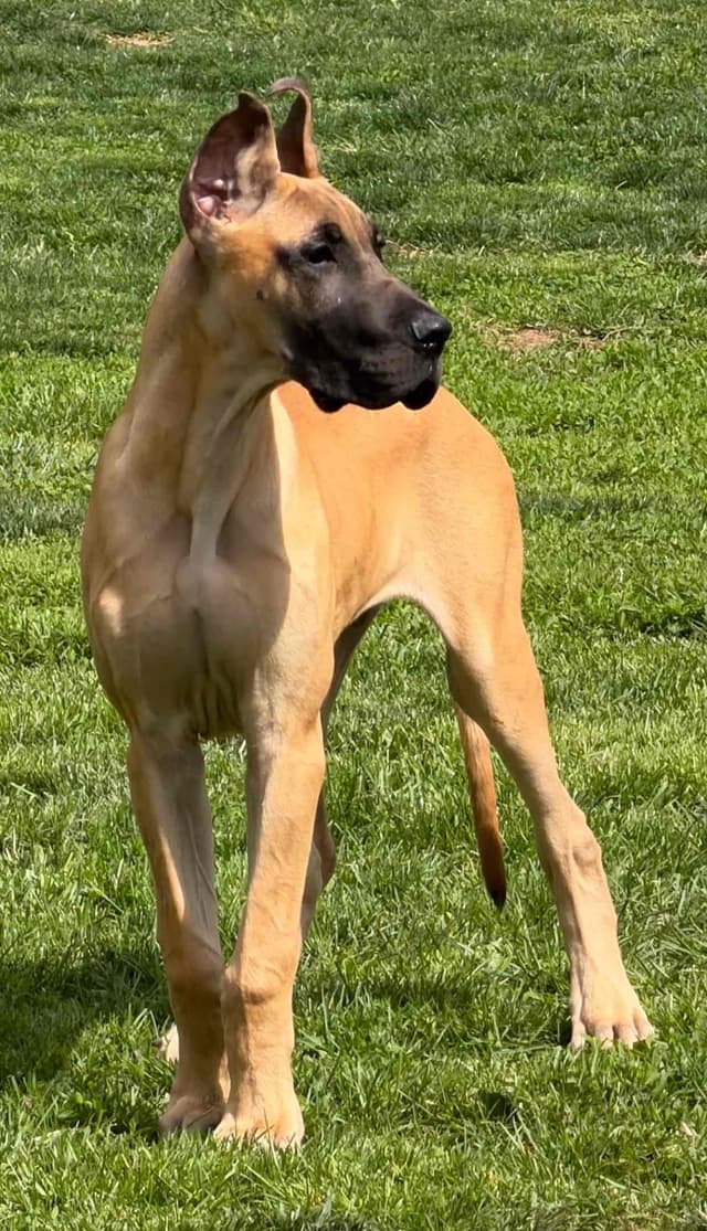 Great Dane Puppies media 7
