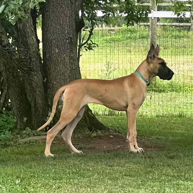 Great Dane Puppies media 8