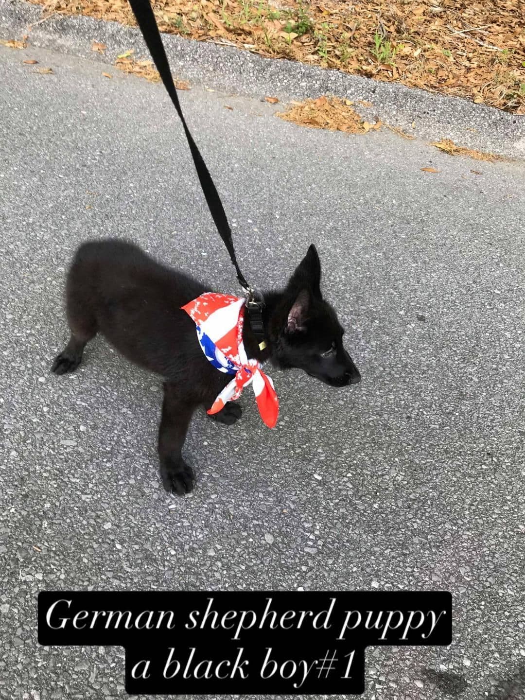 German Shepherd Dog Puppies breeder image 1