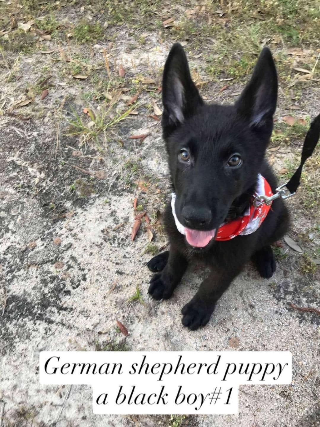 German Shepherd Dog Puppies breeder image 3