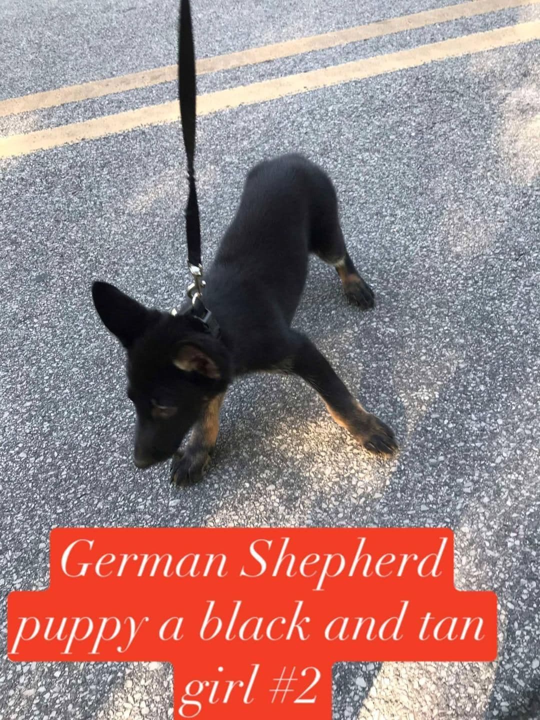 German Shepherd Dog Puppies breeder image 4