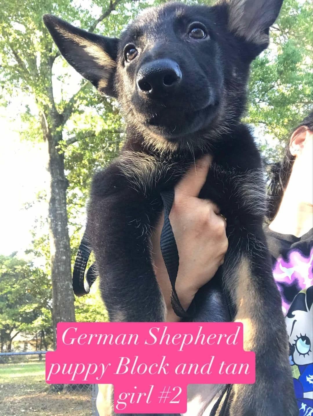 German Shepherd Dog Puppies breeder image 5
