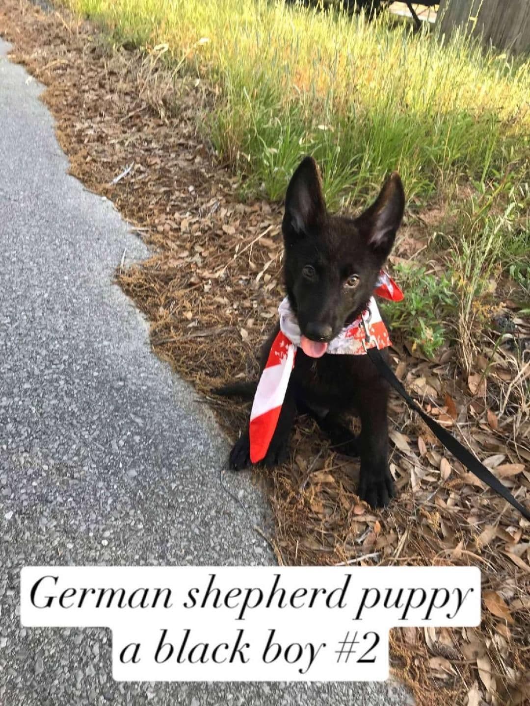 German Shepherd Dog Puppies breeder image 6