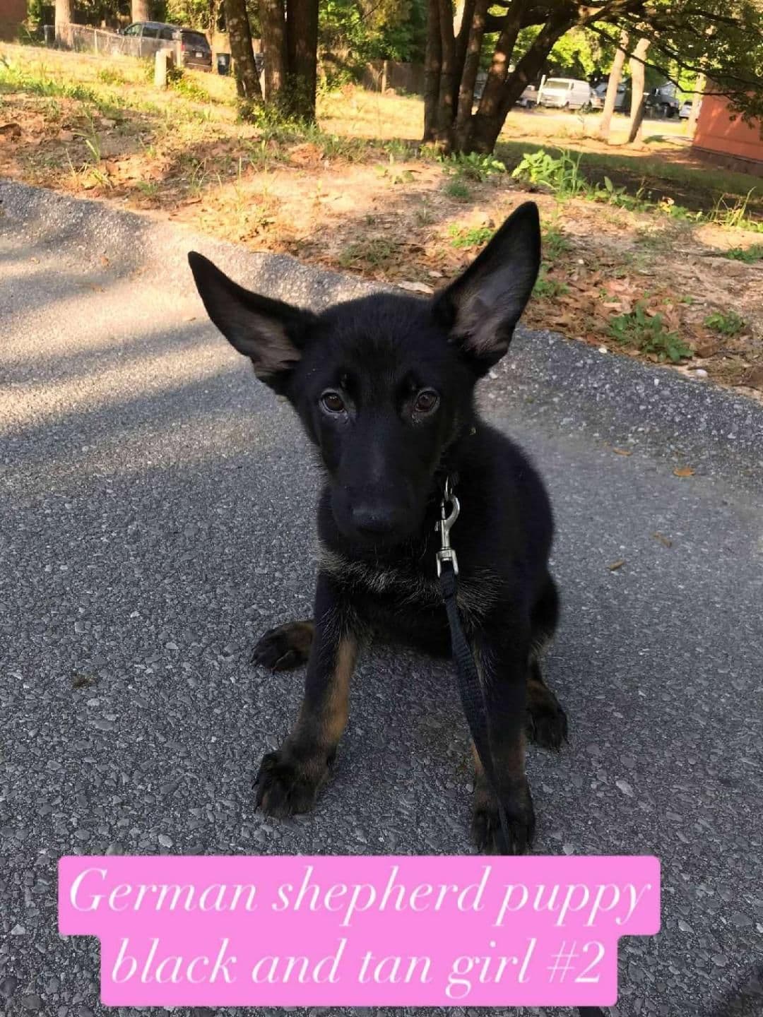 German Shepherd Dog Puppies breeder image 7