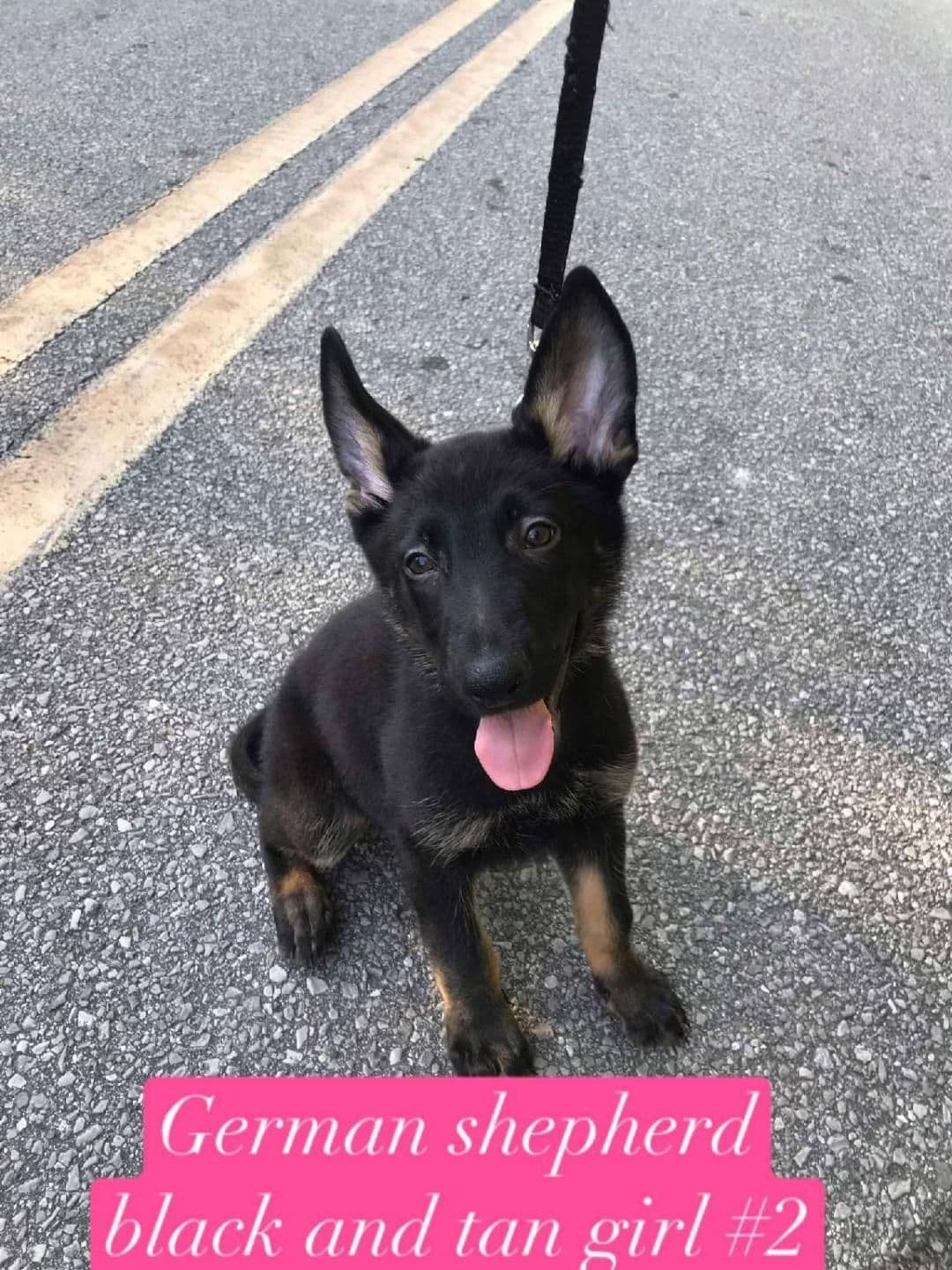 German Shepherd Dog Puppies breeder image 8