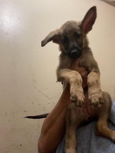 German Shepherd Dog Puppies media 2