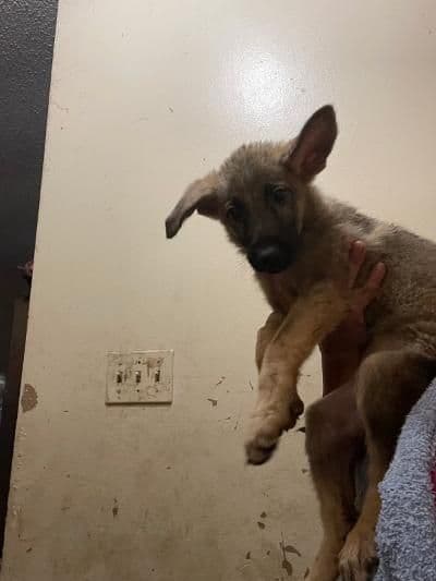 German Shepherd Dog Puppies media 3