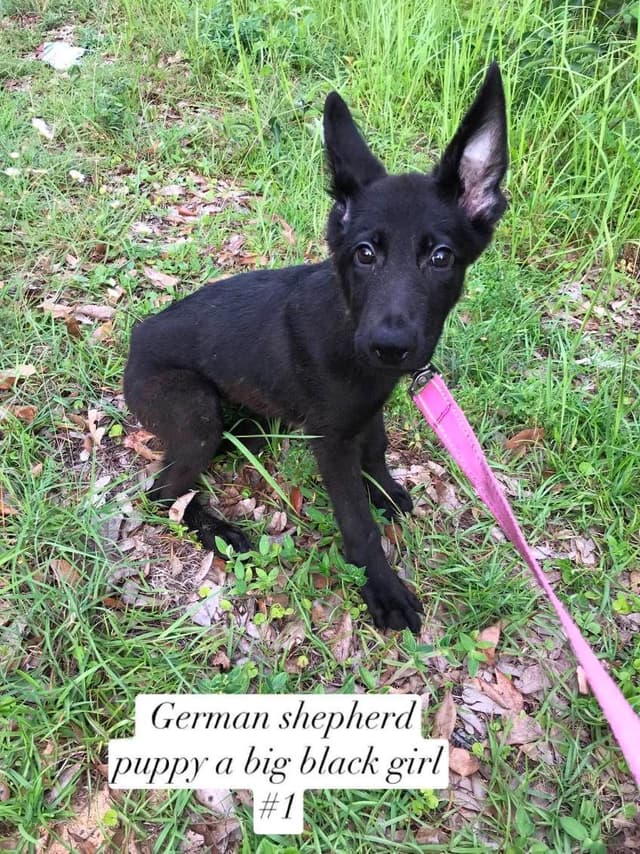 German Shepherd Dog Puppies media 4