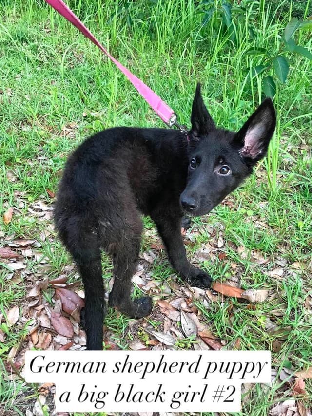 German Shepherd Dog Puppies media 5