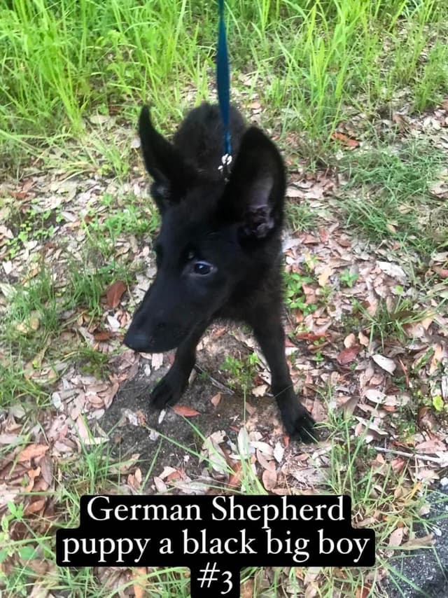 German Shepherd Dog Puppies media 6