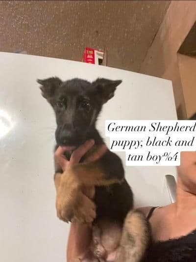 German Shepherd Dog Puppies media 7